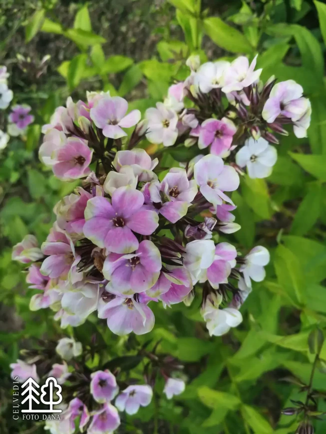 Phlox paniculata   'Sherbet Blend'